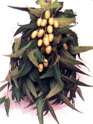 neem-oil